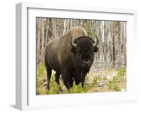 Bison, Yellowstone National Park, UNESCO World Heritage Site, Wyoming, USA-Pitamitz Sergio-Framed Photographic Print