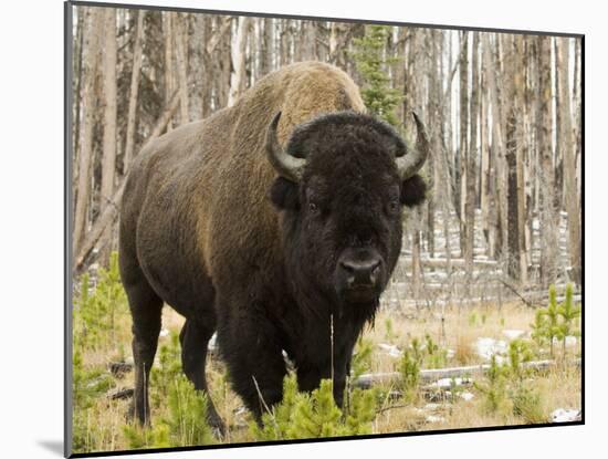 Bison, Yellowstone National Park, UNESCO World Heritage Site, Wyoming, USA-Pitamitz Sergio-Mounted Photographic Print