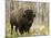 Bison, Yellowstone National Park, UNESCO World Heritage Site, Wyoming, USA-Pitamitz Sergio-Mounted Photographic Print