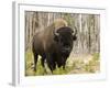 Bison, Yellowstone National Park, UNESCO World Heritage Site, Wyoming, USA-Pitamitz Sergio-Framed Photographic Print