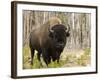 Bison, Yellowstone National Park, UNESCO World Heritage Site, Wyoming, USA-Pitamitz Sergio-Framed Photographic Print