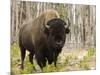 Bison, Yellowstone National Park, UNESCO World Heritage Site, Wyoming, USA-Pitamitz Sergio-Mounted Photographic Print