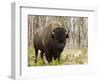 Bison, Yellowstone National Park, UNESCO World Heritage Site, Wyoming, USA-Pitamitz Sergio-Framed Photographic Print