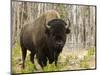 Bison, Yellowstone National Park, UNESCO World Heritage Site, Wyoming, USA-Pitamitz Sergio-Mounted Photographic Print