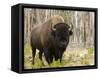 Bison, Yellowstone National Park, UNESCO World Heritage Site, Wyoming, USA-Pitamitz Sergio-Framed Stretched Canvas