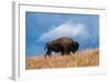 Bison, Yellowstone National Park, Wyoming II-Art Wolfe-Framed Giclee Print