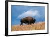 Bison, Yellowstone National Park, Wyoming II-Art Wolfe-Framed Giclee Print