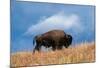 Bison, Yellowstone National Park, Wyoming II-Art Wolfe-Mounted Giclee Print