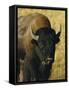 Bison, Yellowstone National Park, Wyoming, USA-Roy Rainford-Framed Stretched Canvas