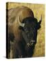 Bison, Yellowstone National Park, Wyoming, USA-Roy Rainford-Stretched Canvas