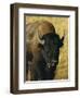 Bison, Yellowstone National Park, Wyoming, USA-Roy Rainford-Framed Photographic Print