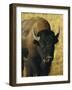 Bison, Yellowstone National Park, Wyoming, USA-Roy Rainford-Framed Photographic Print