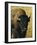 Bison, Yellowstone National Park, Wyoming, USA-Roy Rainford-Framed Photographic Print