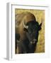 Bison, Yellowstone National Park, Wyoming, USA-Roy Rainford-Framed Photographic Print