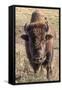 Bison, Yellowstone National Park, Wyoming, USA-Tom Norring-Framed Stretched Canvas