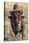 Bison, Yellowstone National Park, Wyoming, USA-Tom Norring-Stretched Canvas