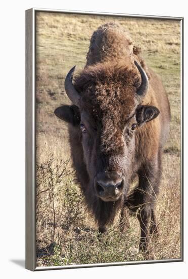 Bison, Yellowstone National Park, Wyoming, USA-Tom Norring-Framed Photographic Print