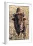 Bison, Yellowstone National Park, Wyoming, USA-Tom Norring-Framed Photographic Print