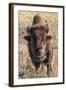 Bison, Yellowstone National Park, Wyoming, USA-Tom Norring-Framed Photographic Print