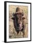 Bison, Yellowstone National Park, Wyoming, USA-Tom Norring-Framed Photographic Print