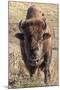 Bison, Yellowstone National Park, Wyoming, USA-Tom Norring-Mounted Photographic Print