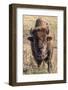 Bison, Yellowstone National Park, Wyoming, USA-Tom Norring-Framed Photographic Print