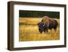 Bison, Yellowstone National Park, Wyoming, USA.-Russ Bishop-Framed Photographic Print