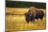 Bison, Yellowstone National Park, Wyoming, USA.-Russ Bishop-Mounted Photographic Print