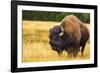 Bison, Yellowstone National Park, Wyoming, USA.-Russ Bishop-Framed Photographic Print