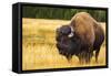 Bison, Yellowstone National Park, Wyoming, USA.-Russ Bishop-Framed Stretched Canvas
