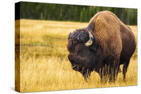 Bison, Yellowstone National Park, Wyoming, USA.-Russ Bishop-Stretched Canvas