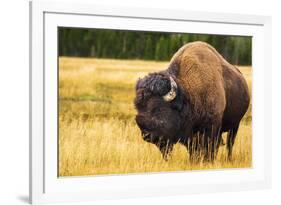 Bison, Yellowstone National Park, Wyoming, USA.-Russ Bishop-Framed Photographic Print