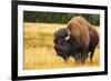 Bison, Yellowstone National Park, Wyoming, USA.-Russ Bishop-Framed Photographic Print