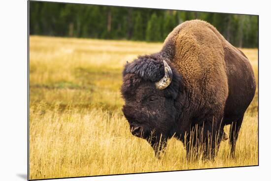 Bison, Yellowstone National Park, Wyoming, USA.-Russ Bishop-Mounted Photographic Print