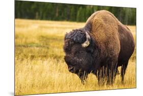 Bison, Yellowstone National Park, Wyoming, USA.-Russ Bishop-Mounted Photographic Print