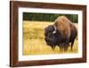Bison, Yellowstone National Park, Wyoming, USA.-Russ Bishop-Framed Photographic Print