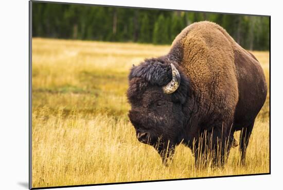 Bison, Yellowstone National Park, Wyoming, USA.-Russ Bishop-Mounted Photographic Print