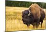 Bison, Yellowstone National Park, Wyoming, USA.-Russ Bishop-Mounted Photographic Print