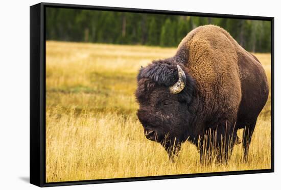 Bison, Yellowstone National Park, Wyoming, USA.-Russ Bishop-Framed Stretched Canvas