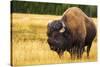Bison, Yellowstone National Park, Wyoming, USA.-Russ Bishop-Stretched Canvas