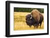 Bison, Yellowstone National Park, Wyoming, USA.-Russ Bishop-Framed Photographic Print