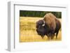 Bison, Yellowstone National Park, Wyoming, USA.-Russ Bishop-Framed Photographic Print