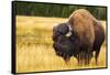 Bison, Yellowstone National Park, Wyoming, USA.-Russ Bishop-Framed Stretched Canvas