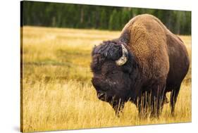 Bison, Yellowstone National Park, Wyoming, USA.-Russ Bishop-Stretched Canvas