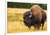 Bison, Yellowstone National Park, Wyoming, USA.-Russ Bishop-Framed Photographic Print