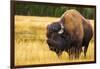 Bison, Yellowstone National Park, Wyoming, USA.-Russ Bishop-Framed Photographic Print