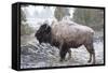 Bison, Yellowstone National Park, Wyoming-Paul Souders-Framed Stretched Canvas