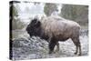 Bison, Yellowstone National Park, Wyoming-Paul Souders-Stretched Canvas