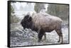 Bison, Yellowstone National Park, Wyoming-Paul Souders-Framed Stretched Canvas