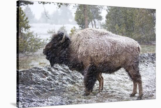 Bison, Yellowstone National Park, Wyoming-Paul Souders-Stretched Canvas